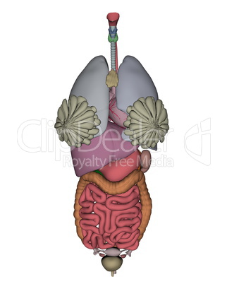 Female organs - 3D render