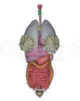 Female organs - 3D render