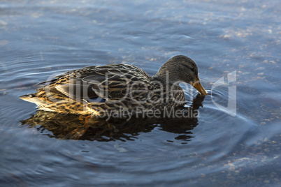 Female duck swimming on the lake