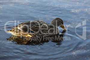 Female duck swimming on the lake