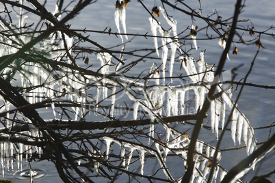 A lot of icicles at a lake