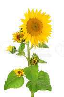 flowers sunflower isolated on white background