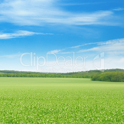 green field and blue sky