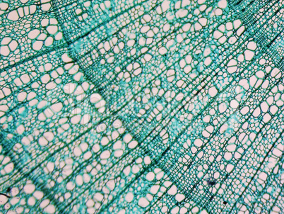 Tilia stem micrograph