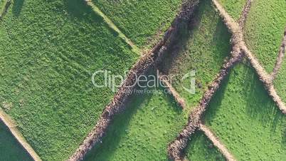 Flying Over the Agricultural Green Fields, Sao-Miguel Azores