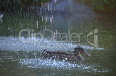 ente mit tropfen