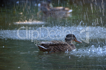 ente im wasser