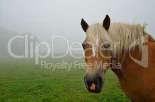 pferd nah und nebel