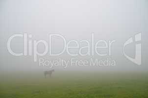 pferd bei nebel