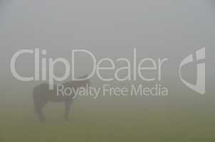 pferd umriss bei nebel