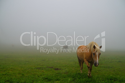 pferde erscheinen bei nebel