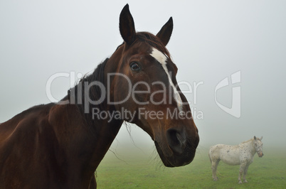 zwei pferde bei nebel