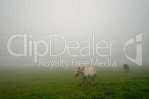 zwei pferde auf weide bei nebel