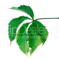 Green leaf (Virginia creeper leaf)
