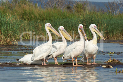 Rosapelikan, Lake Chamo, Äthiopien, Afrika