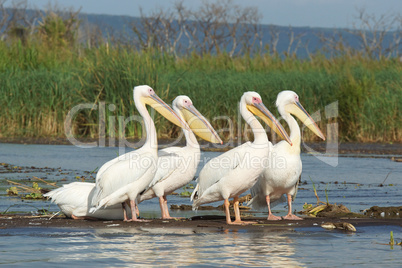 Rosapelikan, Lake Chamo, Äthiopien, Afrika