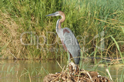 Goliathreiher, Lake Chamo, Äthiopien, Afrika