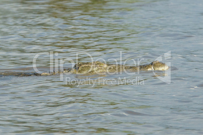 Nilkrokodil, Lake Chamo, Äthiopien, Afrika