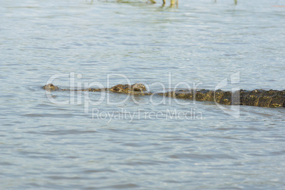 Nilkrokodil, Lake Chamo, Äthiopien, Afrika