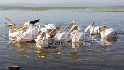 Rosapelikane im Lake Awassa, Äthiopien, Afrika