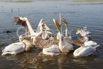 Rosapelikane im Lake Awassa, Äthiopien, Afrika