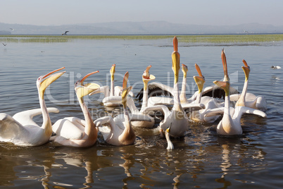 Rosapelikane im Lake Awassa, Äthiopien, Afrika