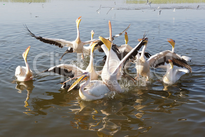 Rosapelikane im Lake Awassa, Äthiopien, Afrika