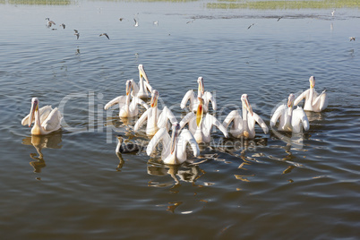 Rosapelikane im Lake Awassa, Äthiopien, Afrika