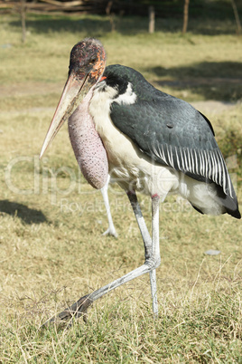 Marabu, Lake Awassa, Äthiopien, Afrika