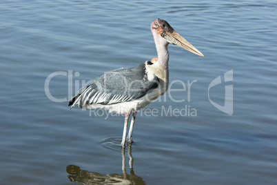 Marabu, Lake Awassa, Äthiopien, Afrika