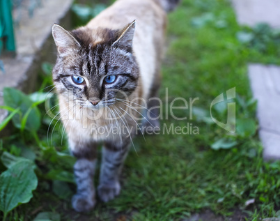 Cat with blue eyes