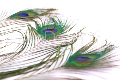 peacock feather isolated on a white background