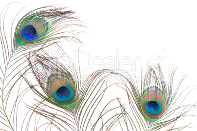 peacock feather isolated on a white background