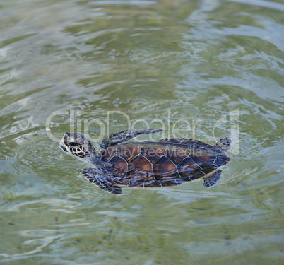 Young Sea Turtle
