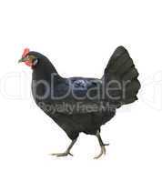 Black Chicken