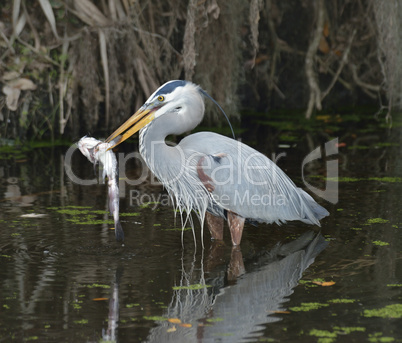 Great Blue Heron