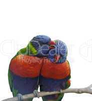 Rainbow Lorikeet Parrots