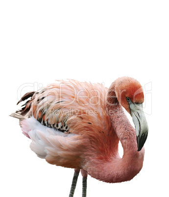 Pink Flamingo