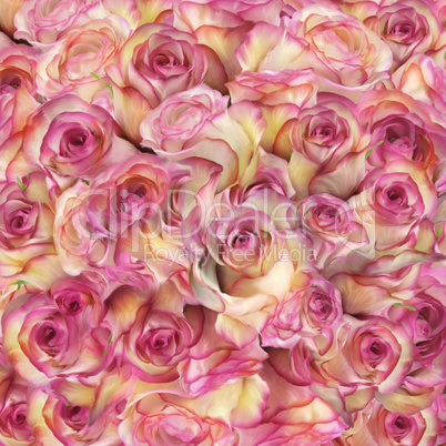 Roses Background