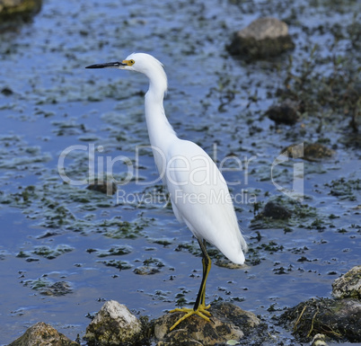 Snowy Egret