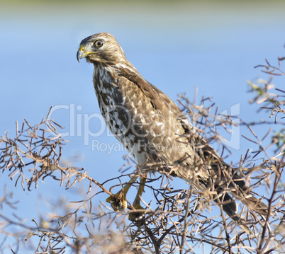 Young Hawk