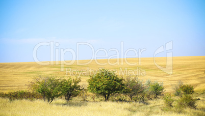 tree in a field on a sunny day. landscape