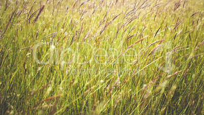 Grass close up in sunny weather, nature, bokeh.