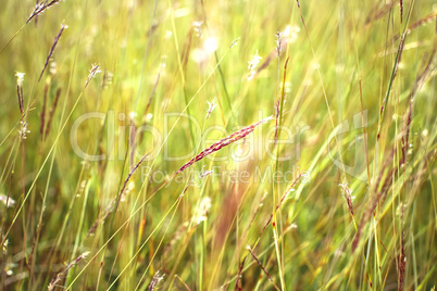 Grass close up in sunny weather, nature, bokeh.