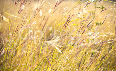 Grass close up in sunny weather, nature, bokeh.