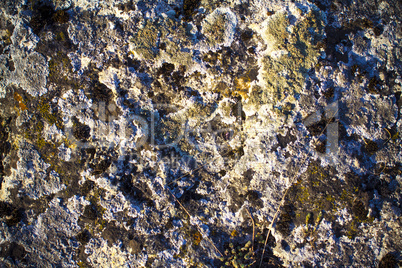 Moss on stone. close-up