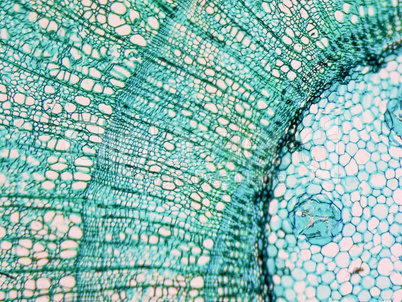 Tilia stem micrograph