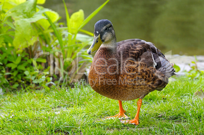 drake, standing on a grass