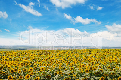 field of sunflowers and blue sky