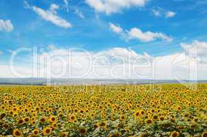 field of sunflowers and blue sky